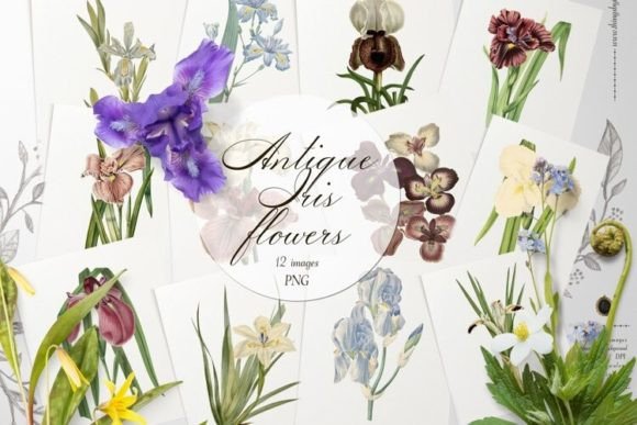 Download Vintage Iris Flowers Transparent PNG - Png Collection