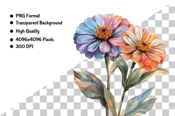 Download Watercolor Zinnia Flower PNG Clipart - Png Collection